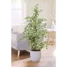 Peragashop - 1 pianta di ficus benjamina starlight vaso 24CM