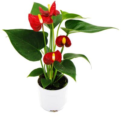 Kleine Flamingoblume - Anthurium andreanum - Baby-Anthurie - Mini-Pflanze - 7cm Topf - rot blühend