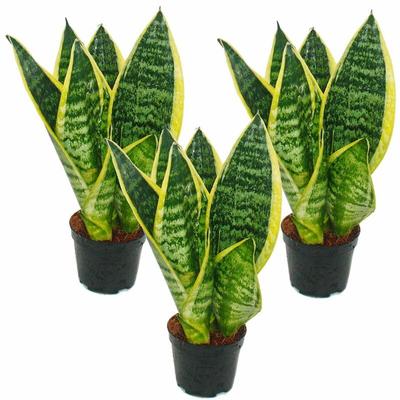 3er Set Sanseveria laurentii trafasciata - grüngelber Bogenhanf - 9cm Topf, ca. 20-25cm Gesamthöhe