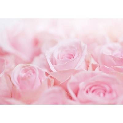 Floral Wallpaper Wall Mural - Ocean of Roses
