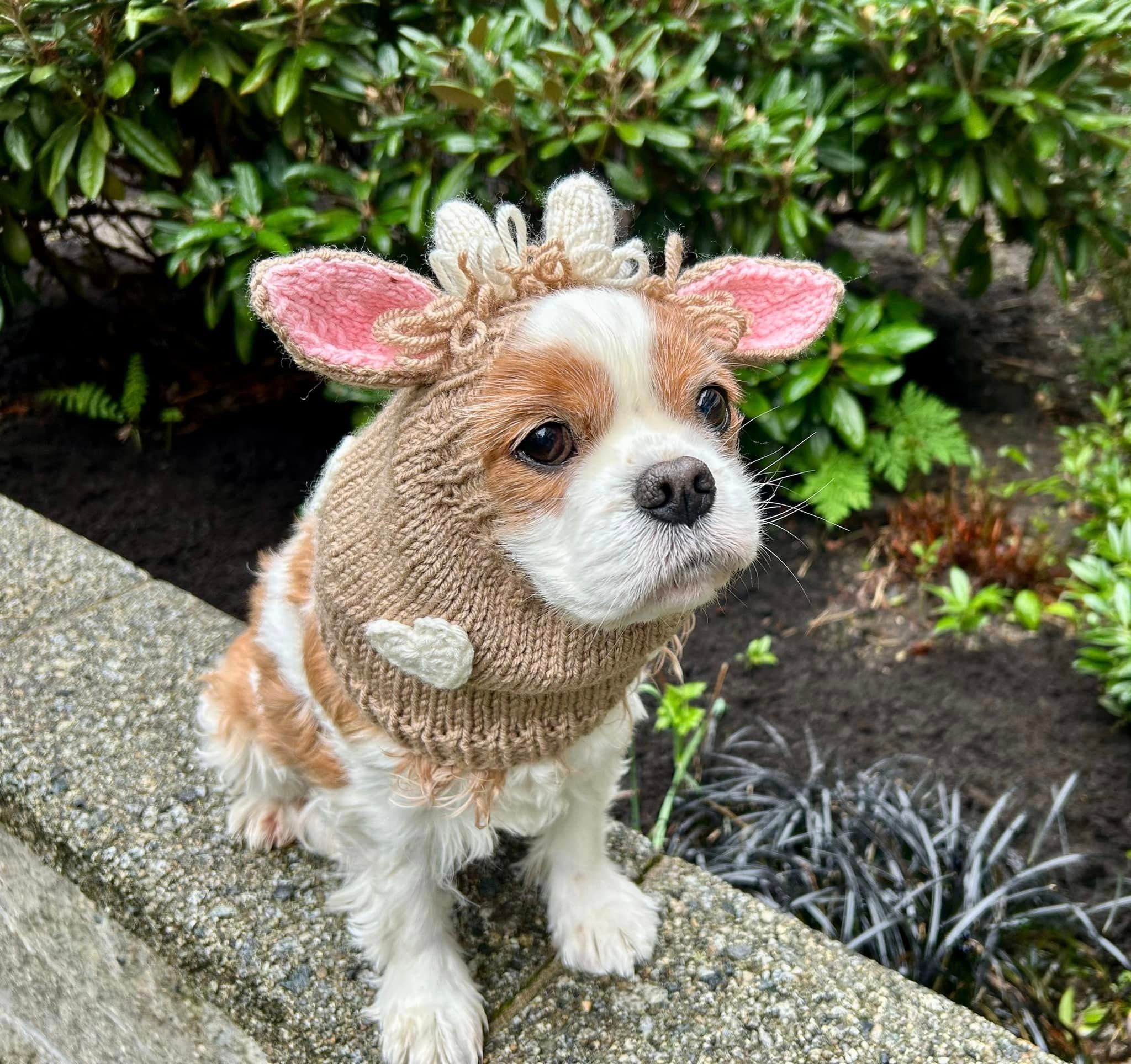 Highland House Cow Snood Cavalier Spaniel Snood Cocker English Toy Spaniel Snood Protezioni per le orecchie Snood per cani Snood per le orecchie lavor