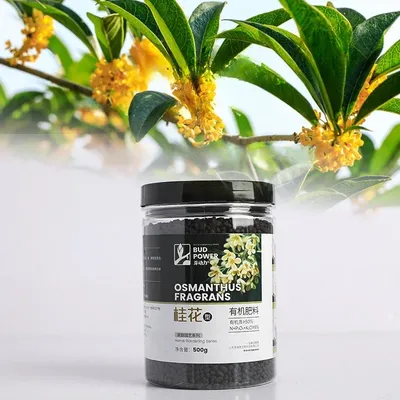 Osmanthus Fragrans Nutrient Solution Plant and Flower Promoting Flowering Promoting Flowering In All