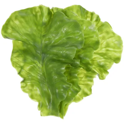 3Pcs Simulation Cabbage Decor Artificial Vegetable Model Lifelike Lettuce Leaf Props Educational Plant Trays Food Teaching Tools