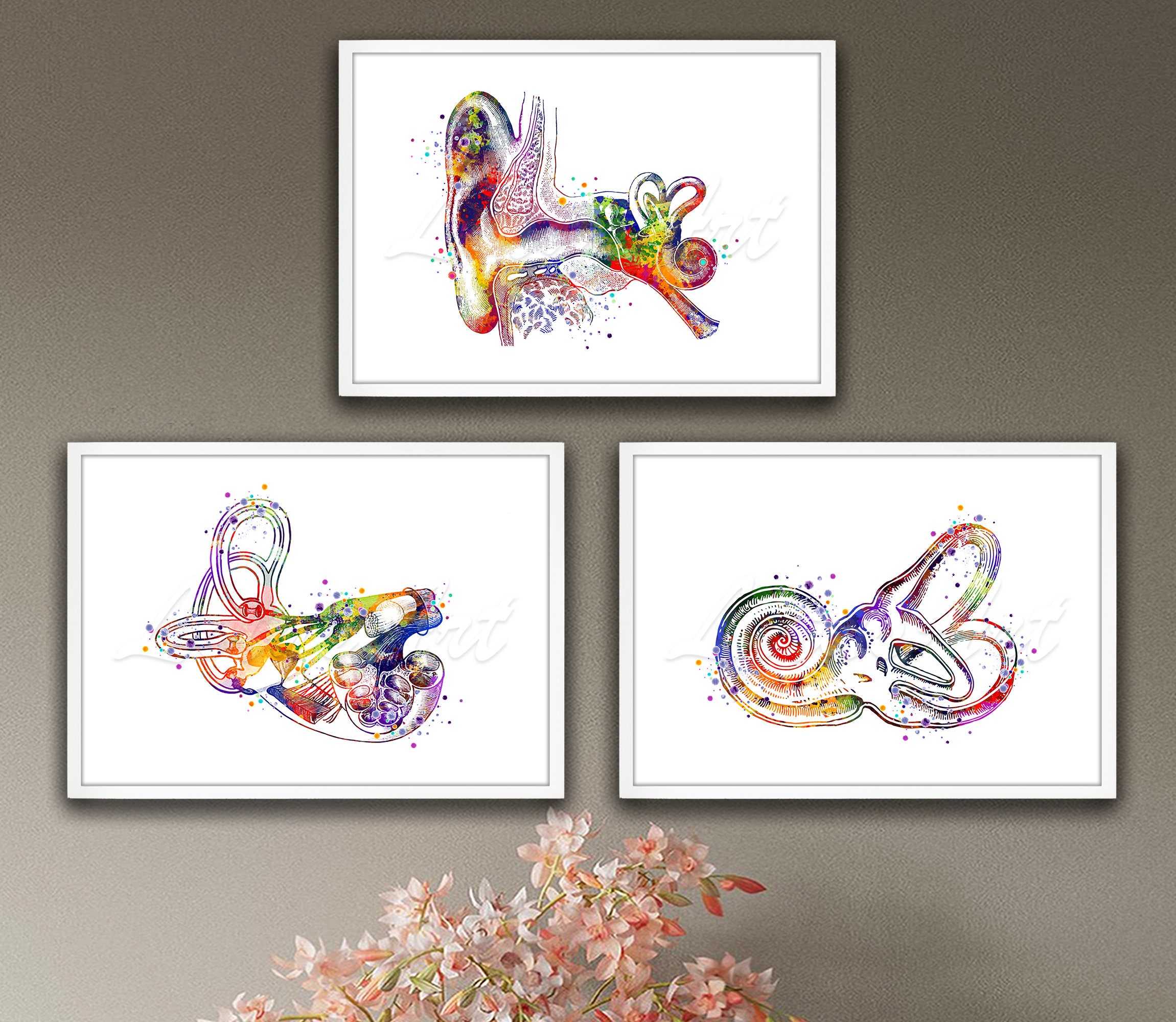 Stampe artistiche ad acquerello sull'anatomia dell'orecchio: decorazioni per clinica, set di 3 poster incorniciati