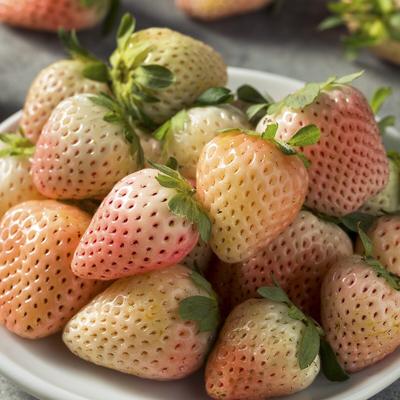 Van Zyverden Dayneutral Strawberries Flamingo Set of 20 Roots