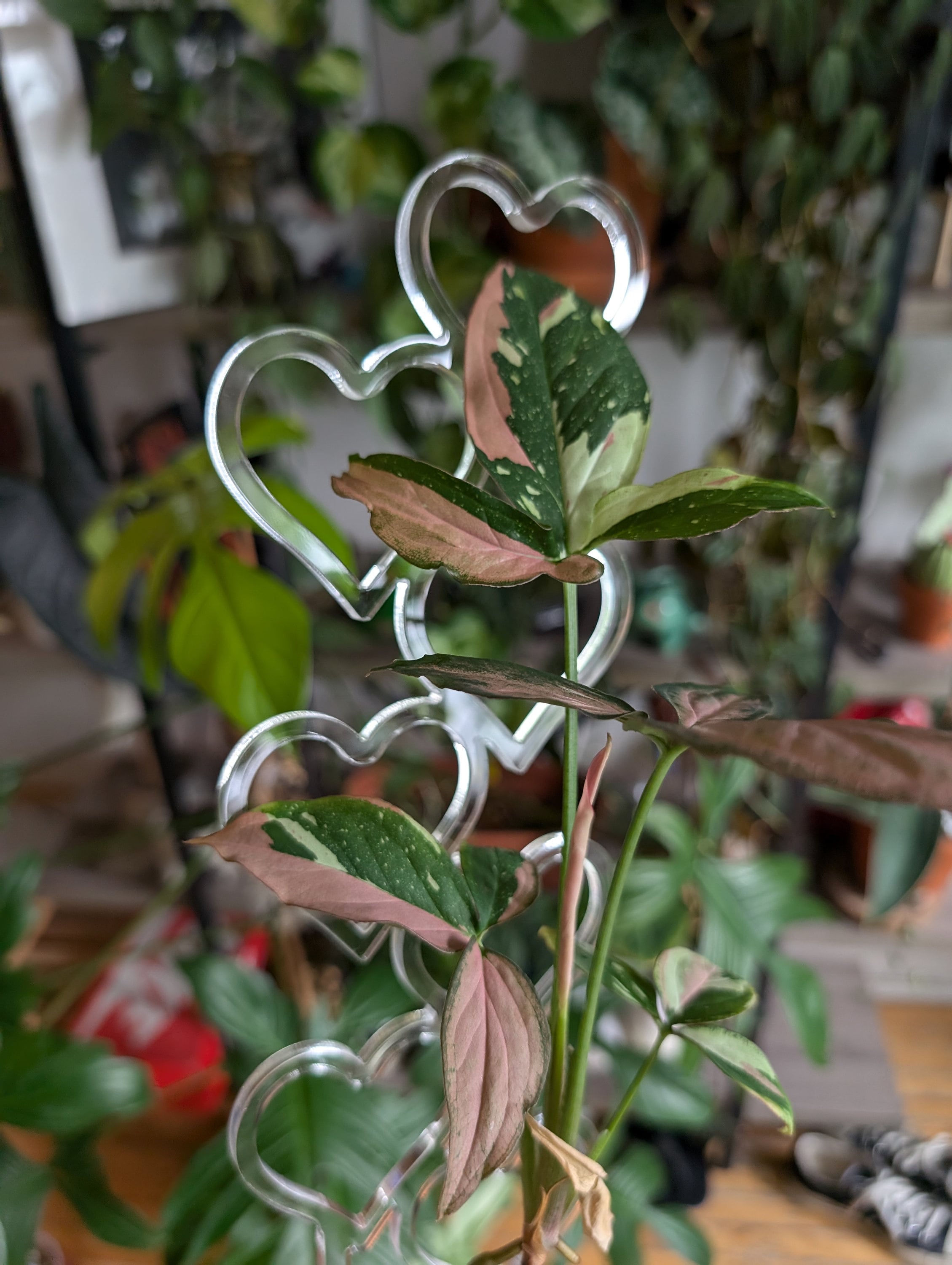 Traliccio a forma di cuore impilato super trasparente, traliccio Hoya, traliccio per piante da interno, traliccio per piante da appartamento, regalo p