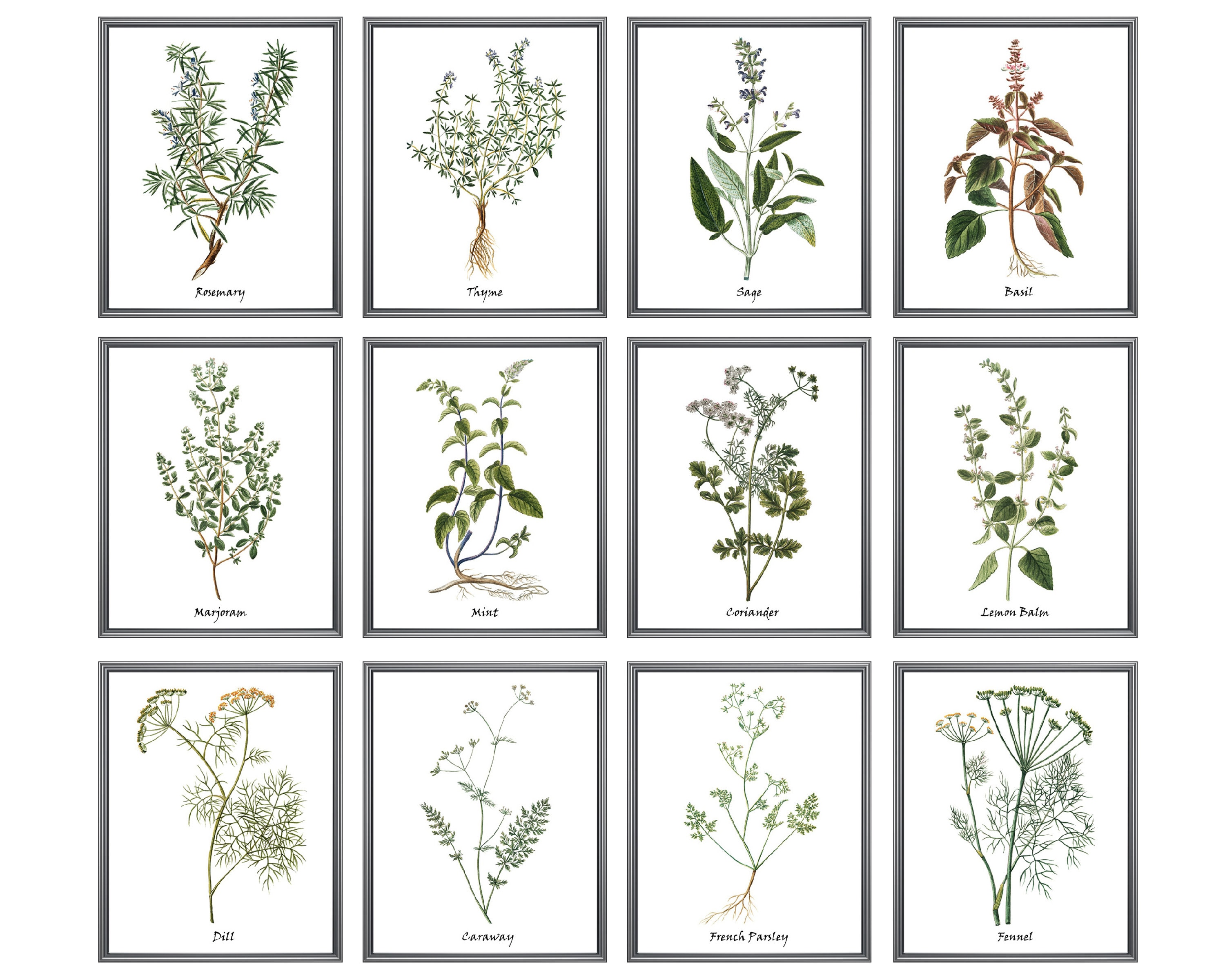 Set di 12 stampe di erbe aromatiche, stampe artistiche da cucina, stampe di erbe aromatiche culinarie, illustrazioni vintage DOWNLOAD IMMEDIATO