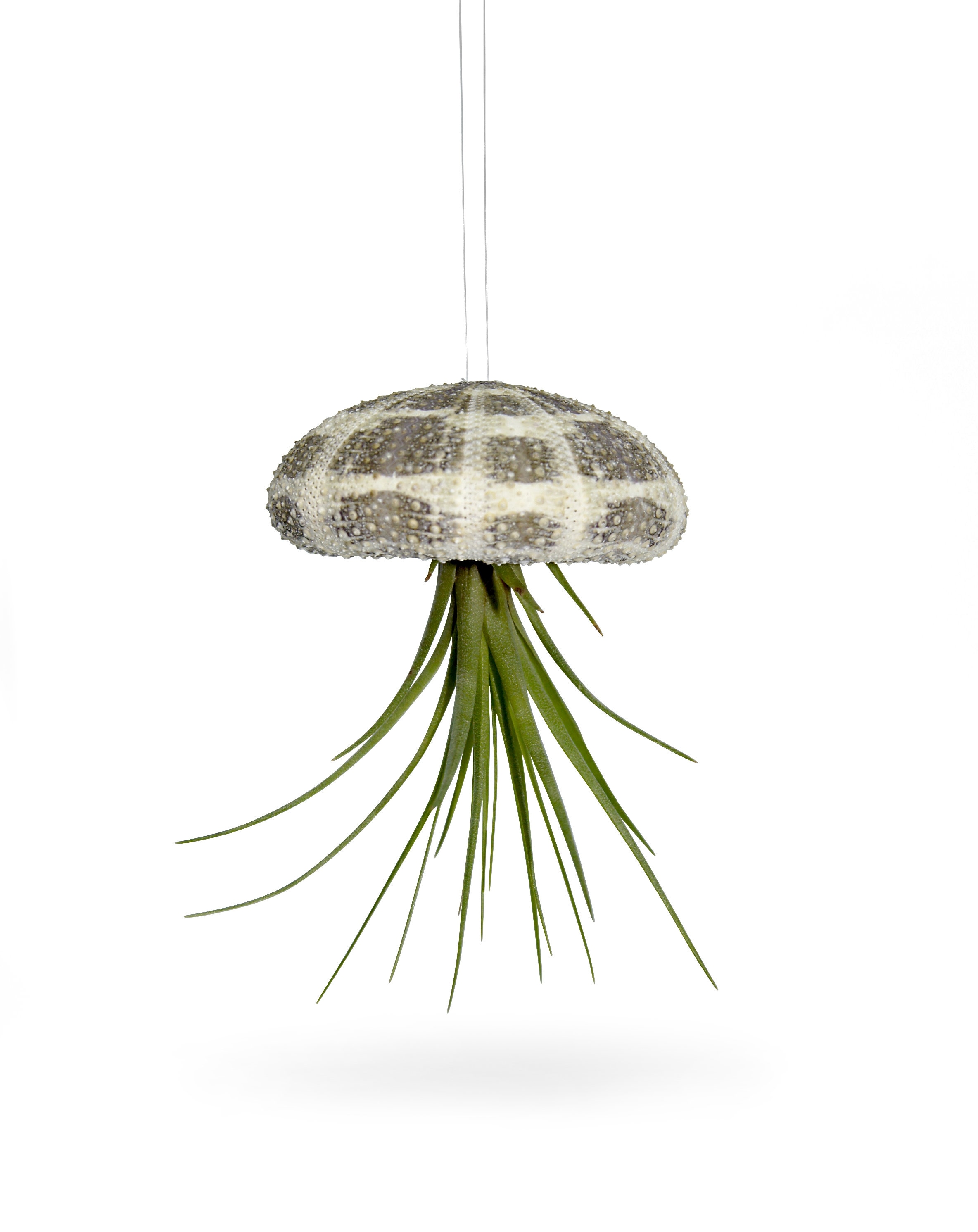 Ricci di mare Caso e Tillandsia Decorazione esotica Decorazione marittima Conchiglia Giardino Decorazione Mare Spiaggia Tillandsie