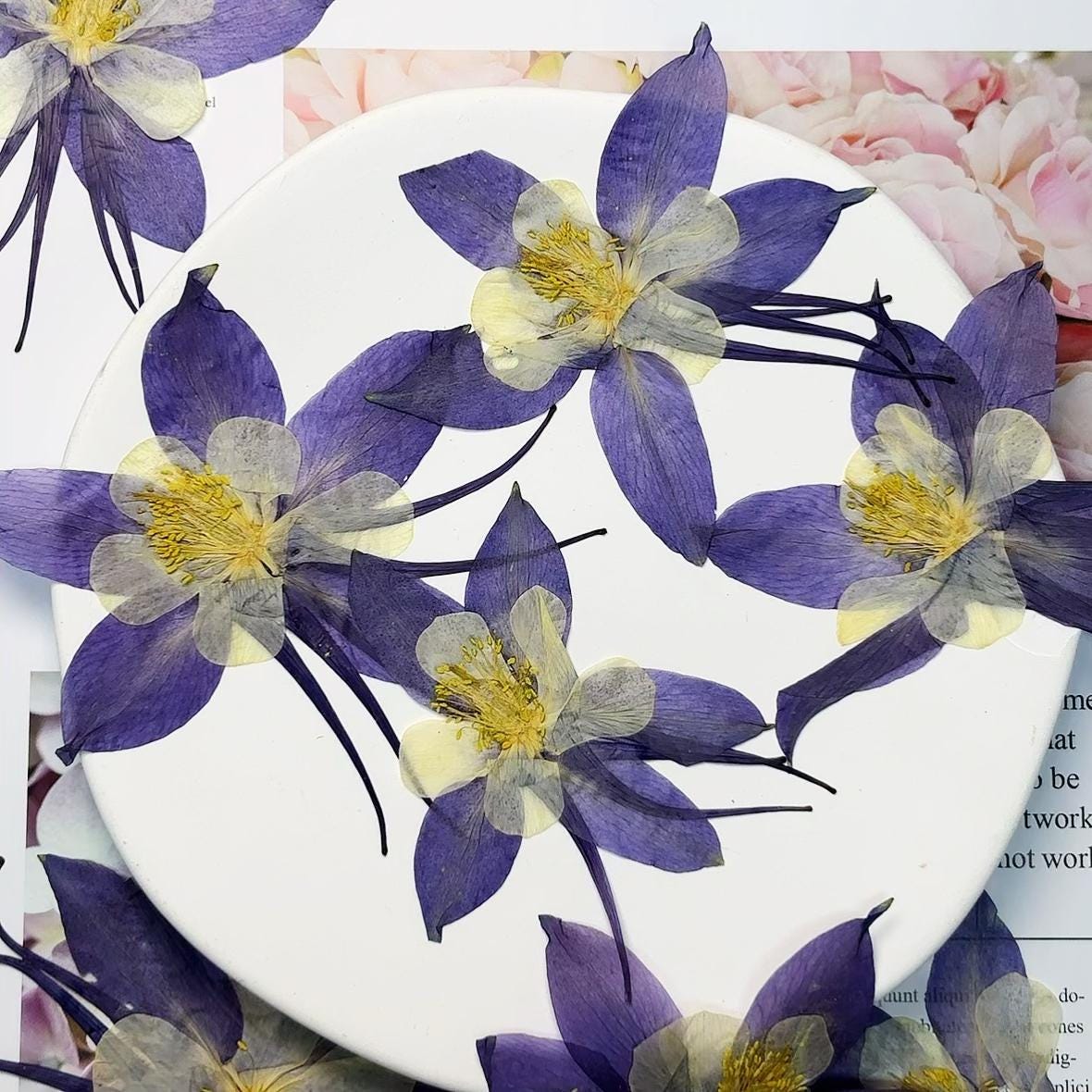 Fiori pressati sfusi, 6 pezzi/confezione, confezioni di fiori piatti secchi, fiori pressati, fiori secchi blu, fiori secchi, fiori secchi, fiori secch