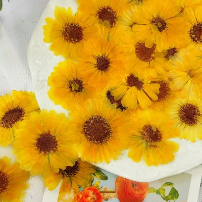 Flowers+Plants