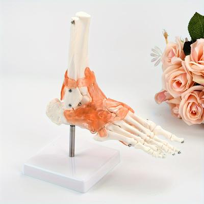 TEMU 1pc Joint Ligaments - 1:1 , Plastic , Educational Teaching Tool, Chinese