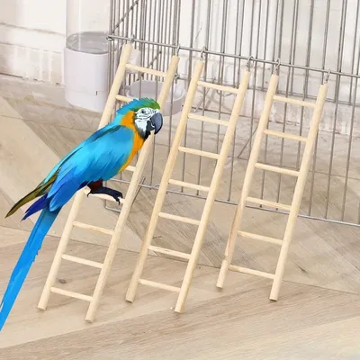Bird+Supplies