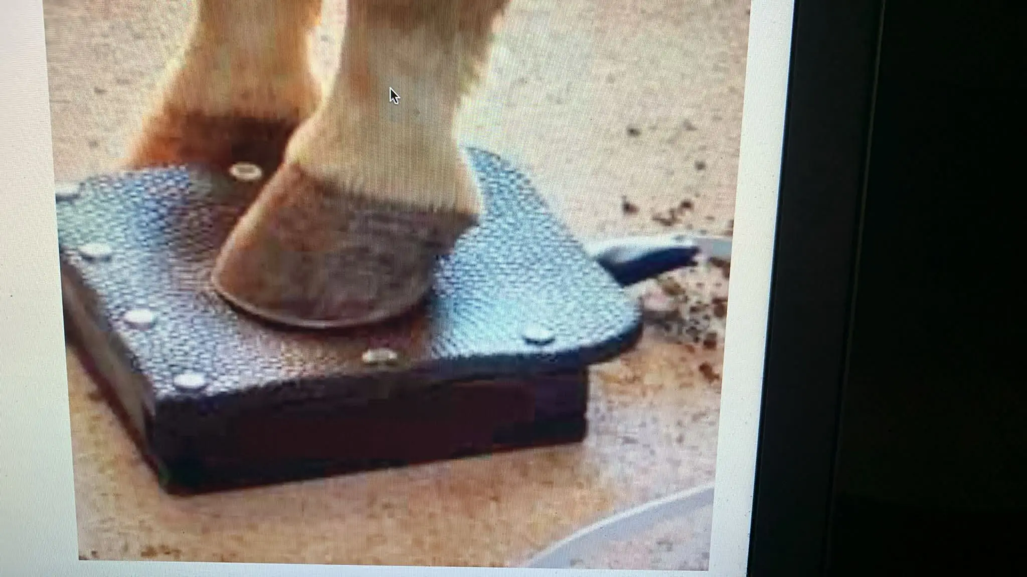 PEMF Hufboxen Physio Magnetgriff zur Schmerzlinderung bei Pferden Image