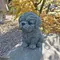Décoration de jardin Shih-Tzu, cadeau pour amoureux des chiens, chiot Shih Tzu, statue de jardin,