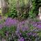 Pianta di lavanda, Lavandula angustifolia, 10 cm - Set di 12