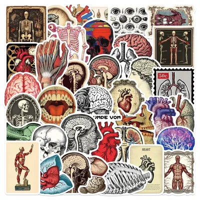 50 stücke Cartoon Menschliche Orgel Medizinische Anatomie Aufkleber Aufkleber Spielzeug Dekorative Image