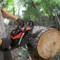 Handheld Gasoline Chain Saw Gas Chainsaw 58cc Gasoline Chainsaw 2 2 Kw