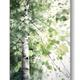 Betulle Acquerello Dipinto Foresta Natura Arte Stampa Betulle Foresta Paesaggio Verde Arte Murale