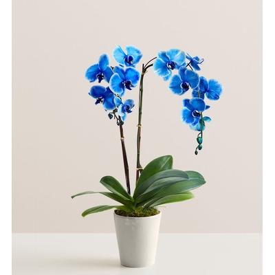 1-800-Flowers Flower Delivery Double Blue Orchid Plant