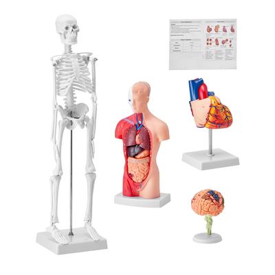Human Models Set 3D Model Study Tools Teaching Models for Physiology Students or as Educational Kit for Kids