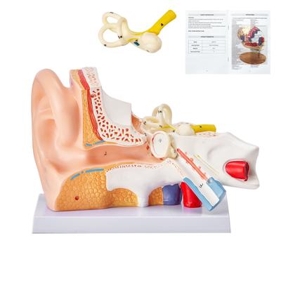 Human Models Set 3D Model Study Tools Teaching Models for Physiology Students or as Educational Kit for Kids