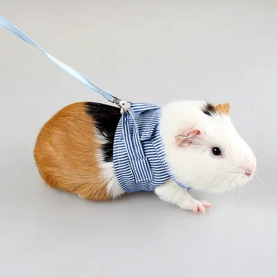 Bunny Harness Leash Set with Chest Strap for Pet Small Animals Guinea Pig Hamsters Chinchilla