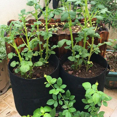 10 Gallon 7 Gallon Potato Planting Bag Non-Woven Fabric Grow Pot Home Garden Strawberry Plant Grow