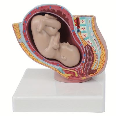 TEMU Female Pelvic Anatomy Model Image