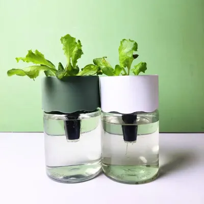 [Pack of 6] Transparent Hydroponic Planting Set | Root Growth Visual + Algae Prevention Design |