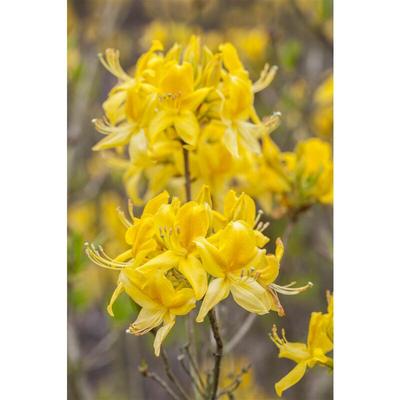Laubabwerfende Azalee Rhododendron luteum C 5 40- 50 Image