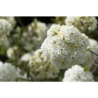 Schneeball 'Eskimo' Viburnum 'Eskimo' 5L Sta Krone 1j. 80- Image