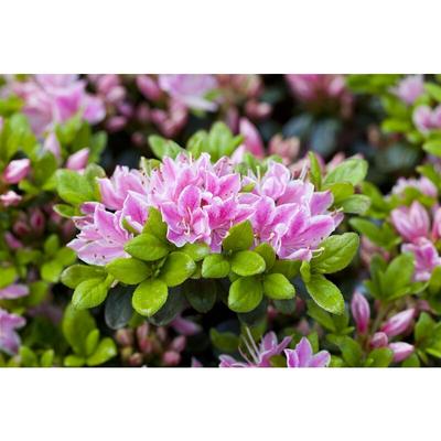 Pflanzen-für-dich.de - Japanische Azalee 'Rokoko' Rhododendron obt.'Rokoko' C2 20- 25 Image