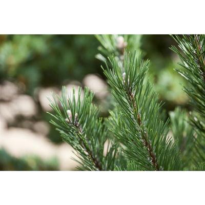 Pflanzen-für-dich.de - Strauch-Kiefer 'Gnom' Pinus mugo 'Gnom' p 1,5 10- 15 Image