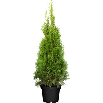 Pflanzen-für-dich.de - Thuja occidentalis 'Smaragd' 5L 80- 100 Image