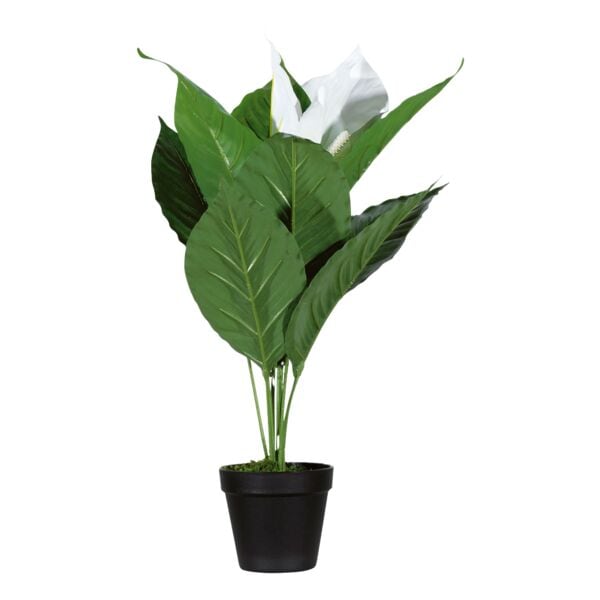 meet Kunstpflanze »Einblatt« 55 cm, 55 cm Image
