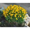 Sonstige - Coreopsis grandiflora 'Christchurch' p 0,5