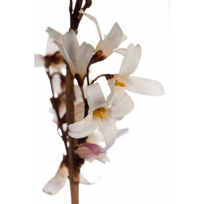 Pflanzen-für-dich.de - Weiße Forsythie Abeliophyllum distichum c 60- 80 Image