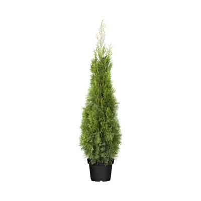 Thuja occidentalis 'Smaragd' 5L 100- 120 Image
