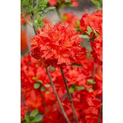 Sommergrüne Azalee 'Nabucco' Rhododendron lut.'Nabucco' C5 30- 40 Image