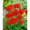 Lychnis chalcedonica p 0,5
