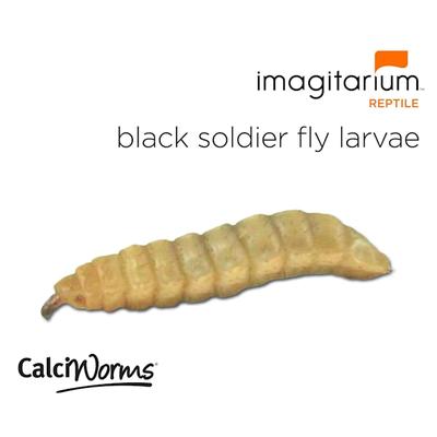 CalciWorms (Hermeia illucens), Count of 25
