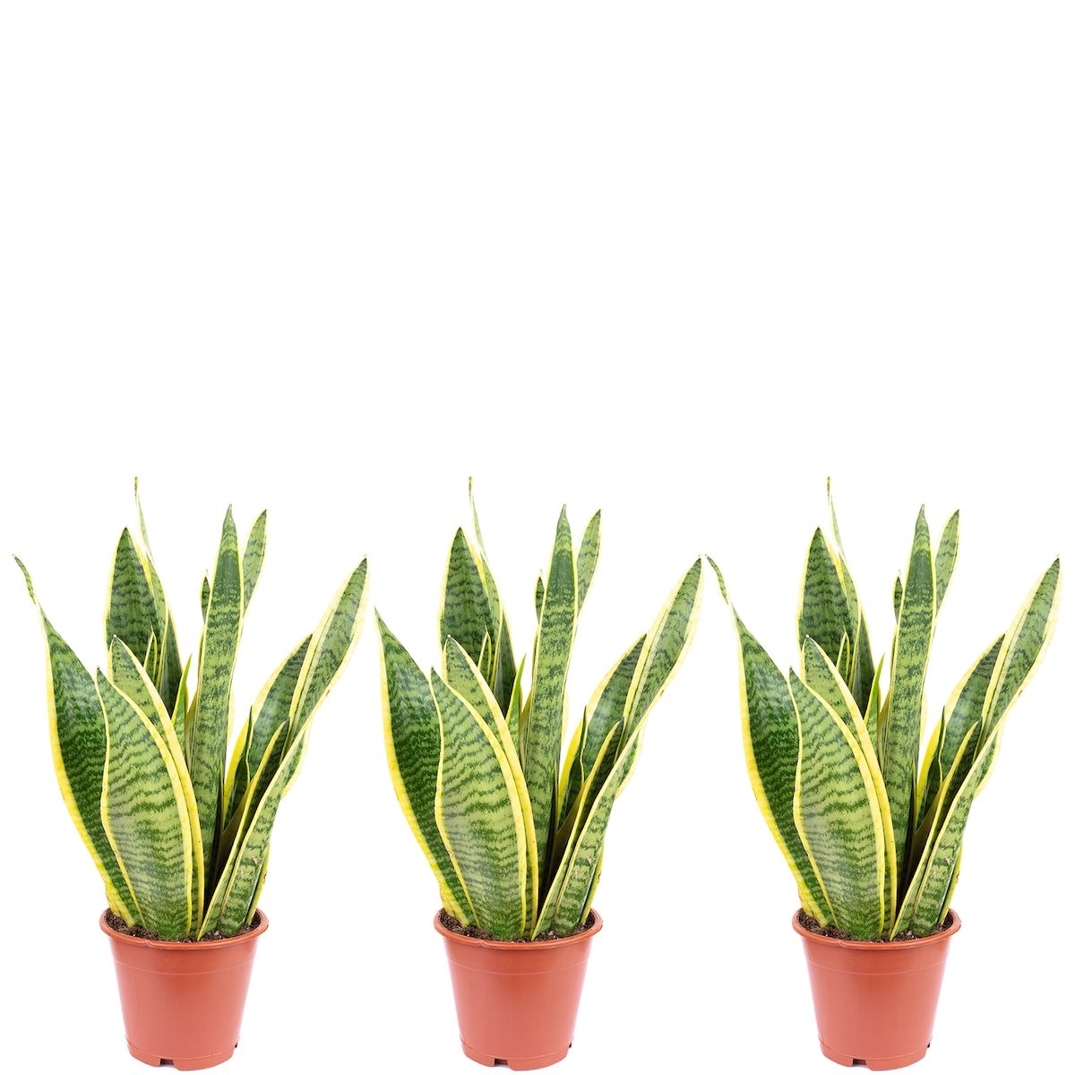 Flowerbox 3er-Set Bogenhanf - Sansevieria trifasciata Laurentii - Höhe ca. 35 cm, Topf-Ø 12 cm Image