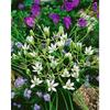 Ornithogalum umbellatum p 0,5