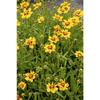 Sonstige - Coreopsis lanceolata 'Walter' p 0,5