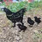 Beautydaffy métal poulet jardin or enfichable jardin Art jardin ornement creux Animal Silhouette ornement décoration extérieure
