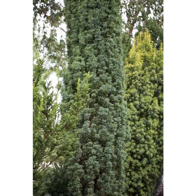 Pflanzen-für-dich.de - Schmale Säuleneibe 'Fastigiata Robusta' Taxus baccata 'Fastigiata Robusta' c Image