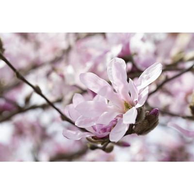 Rosa Sternmagnolie 'Rosea' Magnolia stellata 'Rosea' 7L 60- 80 Image