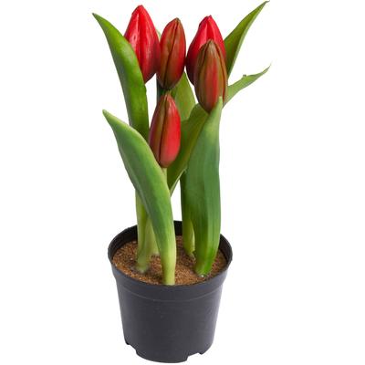 Kunstblume MY HOME "Tulpenpflanze mit 5 Knospen", rot, B:12cm H:23cm T:12cm Ø:12cm, Kunststoff, Kunstpflanzen Image