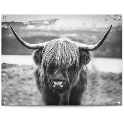 Poster REINDERS "Schottische Hochlandrind", schwarz (farbe bild(er): schwarz, weiß), B:80cm H:60cm T:0,1cm, Leinwand, Bilder Image