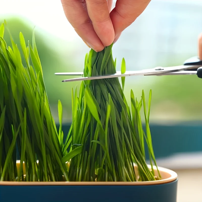 Pflanzbox für Katzengras, Hydrokultur-Pflanzbox, Keimschale für den Garten, Samen. Geeignet für die Kultivierung zu Hause und im Setzling Image